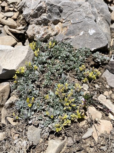 Physaria hitchcockii, photographed by Matt Berger
