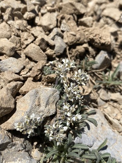 Draba jaegeri, photographed by Matt Berger