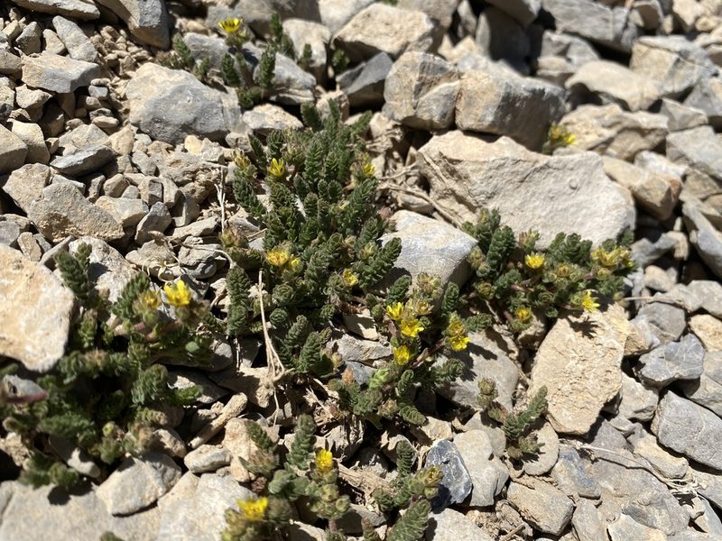 Potentilla cryptocaulis, photographed by Matt Berger