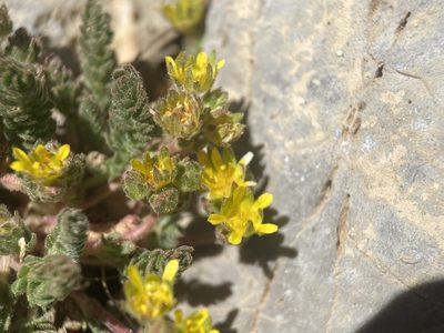 Potentilla cryptocaulis, photographed by Matt Berger