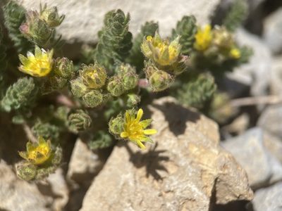 Potentilla cryptocaulis, photographed by Matt Berger