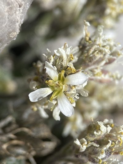 Draba jaegeri, photographed by Matt Berger