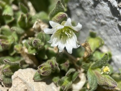 Cerastium beeringianum, photographed by Matt Berger