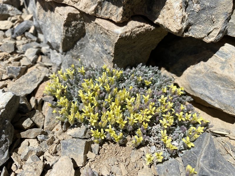Physaria hitchcockii, photographed by Matt Berger
