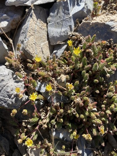 Potentilla cryptocaulis, photographed by Matt Berger