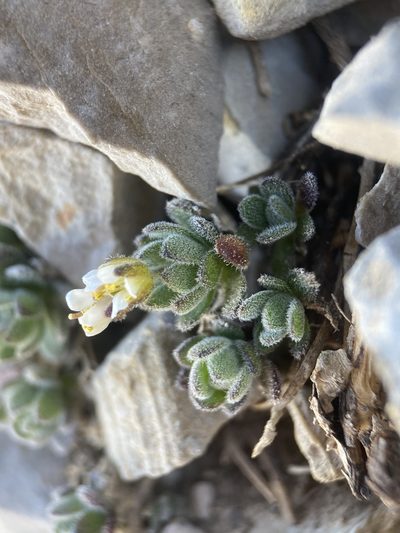 Draba jaegeri, photographed by Matt Berger