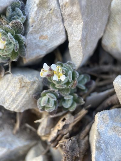 Draba jaegeri, photographed by Matt Berger