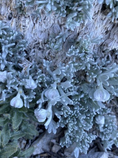 Artemisia constricta, photographed by Matt Berger