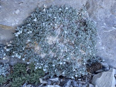 Artemisia constricta, photographed by Matt Berger