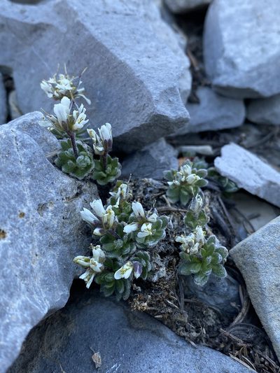 Draba jaegeri, photographed by Matt Berger
