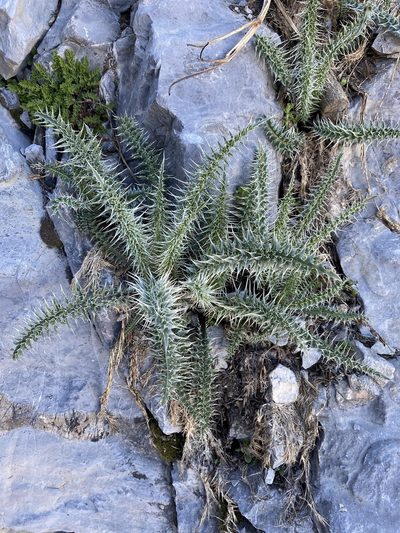 Cirsium clokeyi, photographed by Matt Berger
