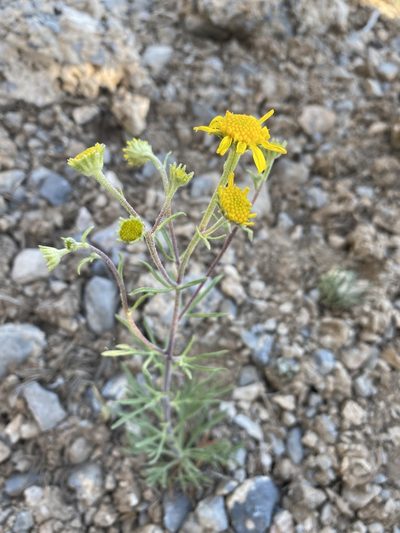 Hymenoxys cooperi, photographed by Matt Berger
