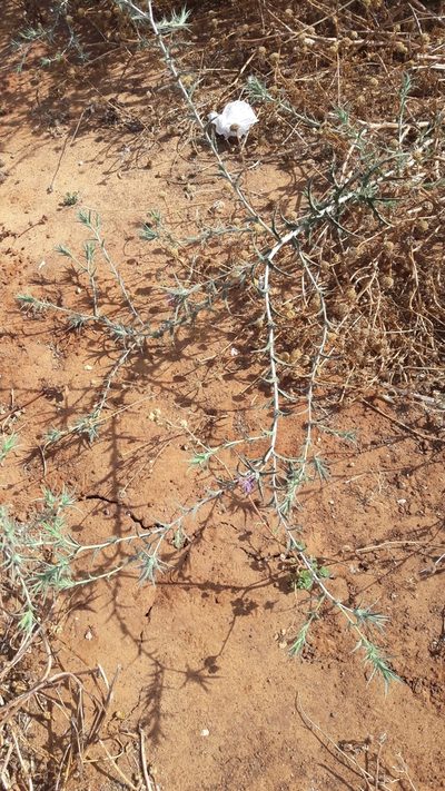 Carthamus tenuis, photographed by Astra