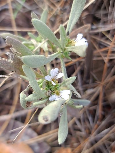 Scaevola canescens, photographed by Cal Wood