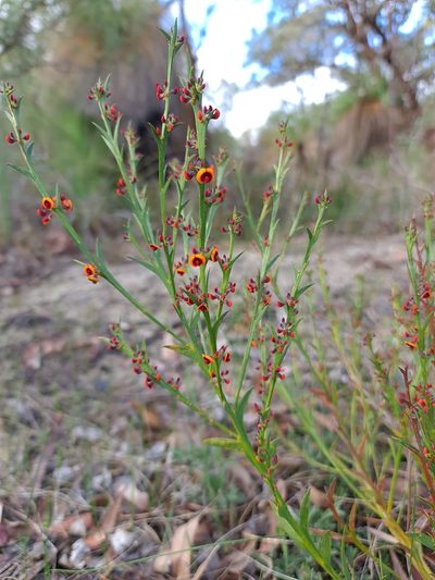 Daviesia decurrens, photographed by Cal Wood