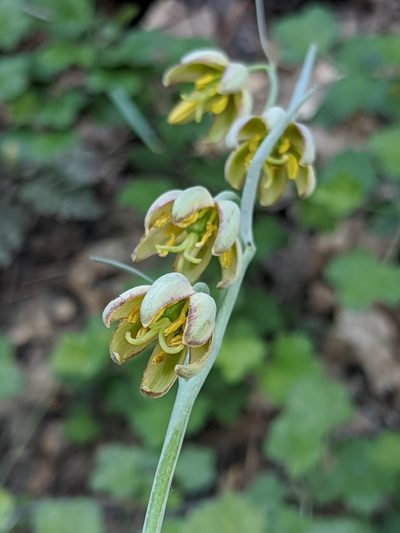 Fritillaria micrantha, photographed by Alex Heyman