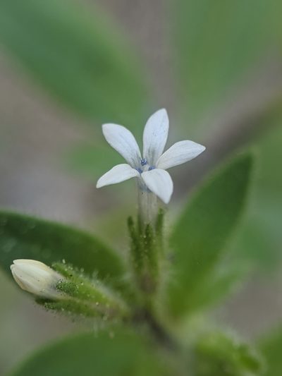 Allophyllum integrifolium, photographed by Alex Heyman