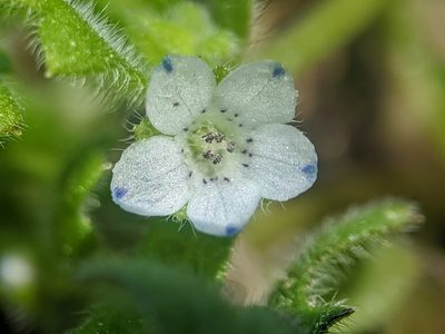 Nemophila pedunculata, photographed by Alex Heyman