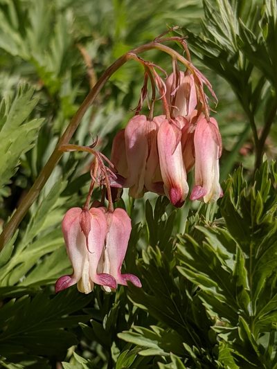 Dicentra nevadensis, photographed by Alex Heyman