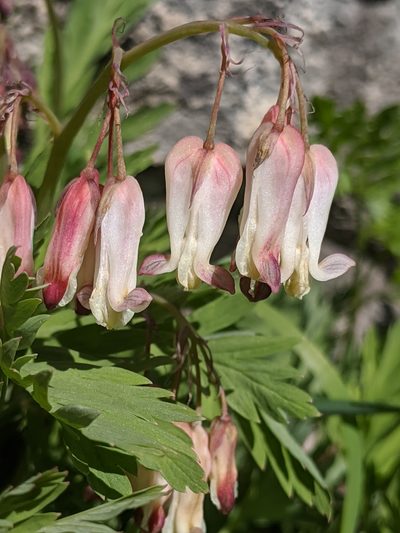 Dicentra nevadensis, photographed by Alex Heyman