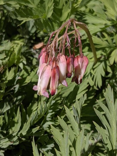 Dicentra nevadensis, photographed by Alex Heyman