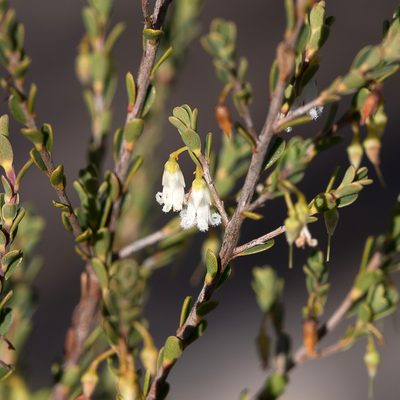 Styphelia woodsii, photographed by Kym Nicolson