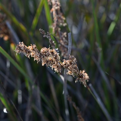 Lepidosperma viscidum, photographed by Kym Nicolson