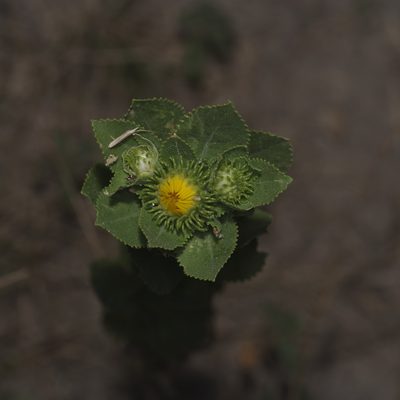 Grindelia adenodonta, photographed by Michelle W. （鍾偉瑋）