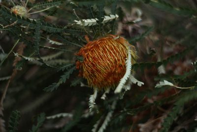 Banksia formosa, photographed by Em Lamond