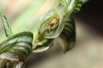Pterostylis vittata, photographed by Em Lamond