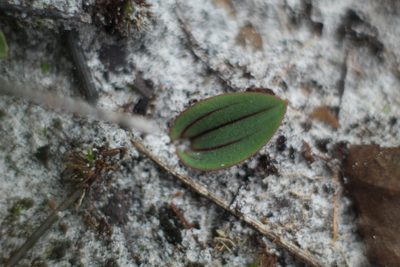 Leporella fimbriata, photographed by Em Lamond