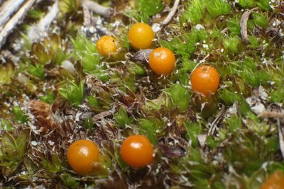 Pleurophascum occidentale, photographed by Em Lamond