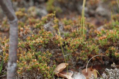 Drosera microphylla, photographed by Em Lamond