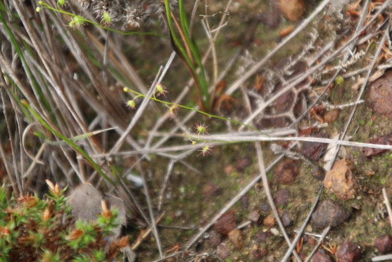 Drosera microphylla, photographed by Em Lamond