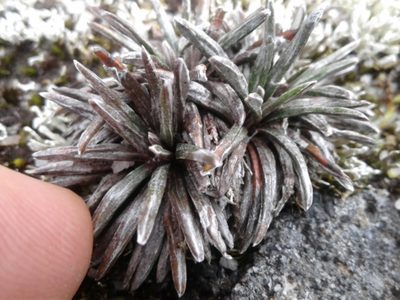 Celmisia similis, photographed by Brett Sandford
