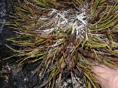 Oreobolus strictus, photographed by Brett Sandford