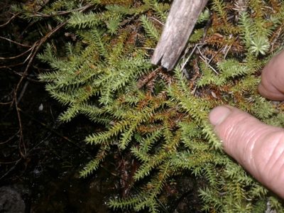 Lateristachys lateralis, photographed by Brett Sandford