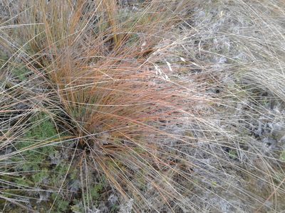 Chionochloa juncea, photographed by Brett Sandford