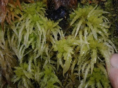 Sphagnum cristatum, photographed by Brett Sandford