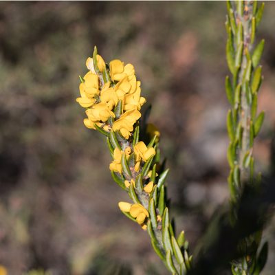 Aotus lanigera, photographed by Kym Nicolson