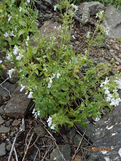 Nemesia rupicola, photographed by Peter Warren