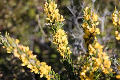 Aotus lanigera, photographed by Kym Nicolson