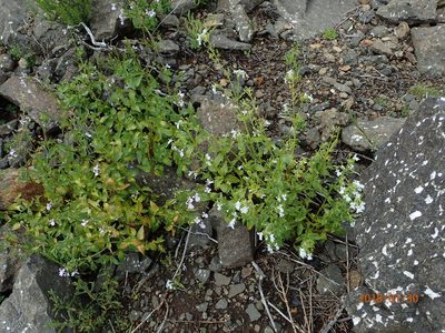 Nemesia rupicola, photographed by Peter Warren