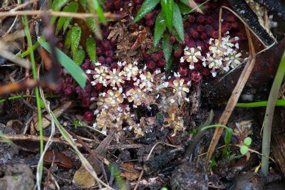 Acrotriche fasciculiflora, photographed by Kym Nicolson