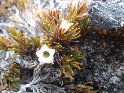 Dracophyllum densum, photographed by Brett Sandford
