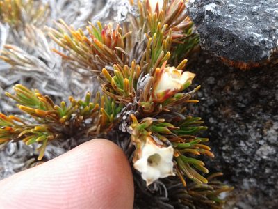 Dracophyllum densum, photographed by Brett Sandford