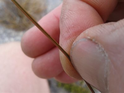 Chionochloa juncea, photographed by Brett Sandford