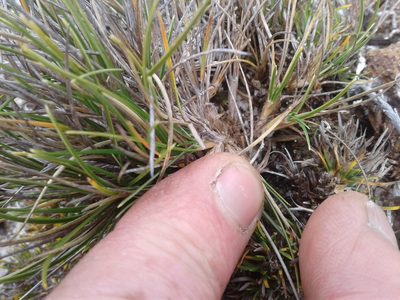 Chionochloa australis, photographed by Brett Sandford