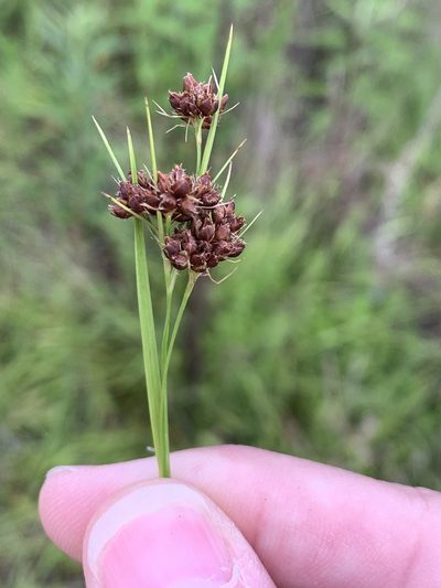 Rhynchospora recognita, photographed by jrrigby
