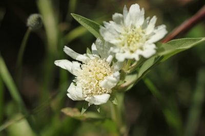 Lomelosia prolifera, photographed by purperlibel